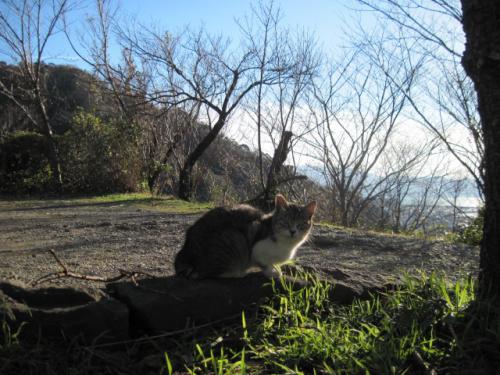 香貫山の猫