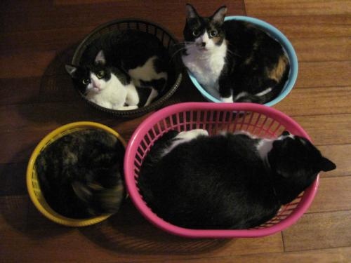 ザル猫×4