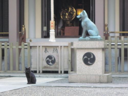 黒ニャンコのお出迎え