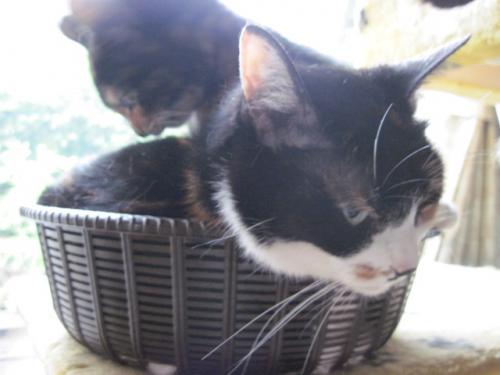 ザルねこ