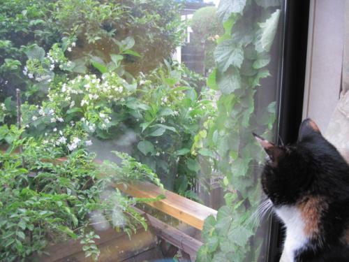 6月6日に雨ザーザー降ってきて♪