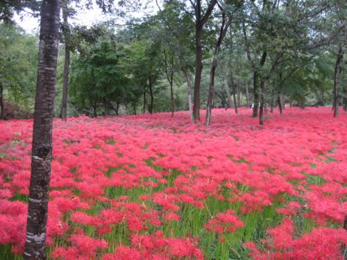 お釈迦様の花