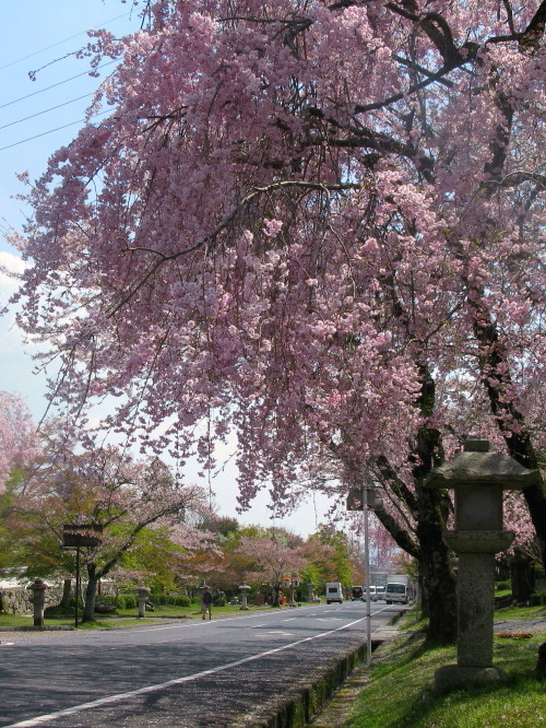 sakamoto_201304121019.jpg