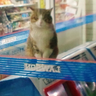 neko2.jpg