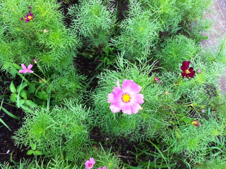 cosmos note
