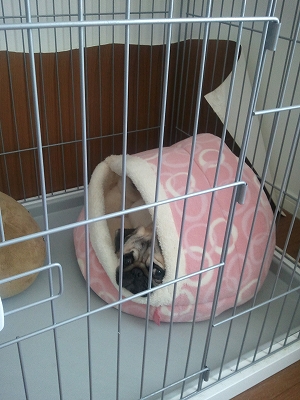 bed2.jpg
