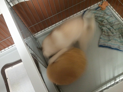 manzyu2.jpg