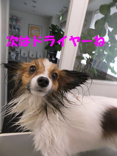 5_20121113085506.jpg