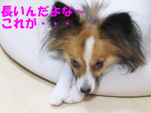 7_20121116091741.jpg