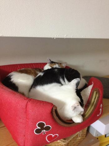 猫団子2012・12月29日