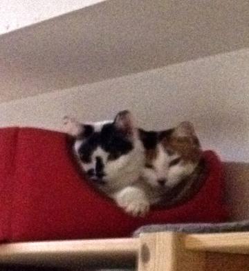 IMG_2335_convert_20121230014536.jpg