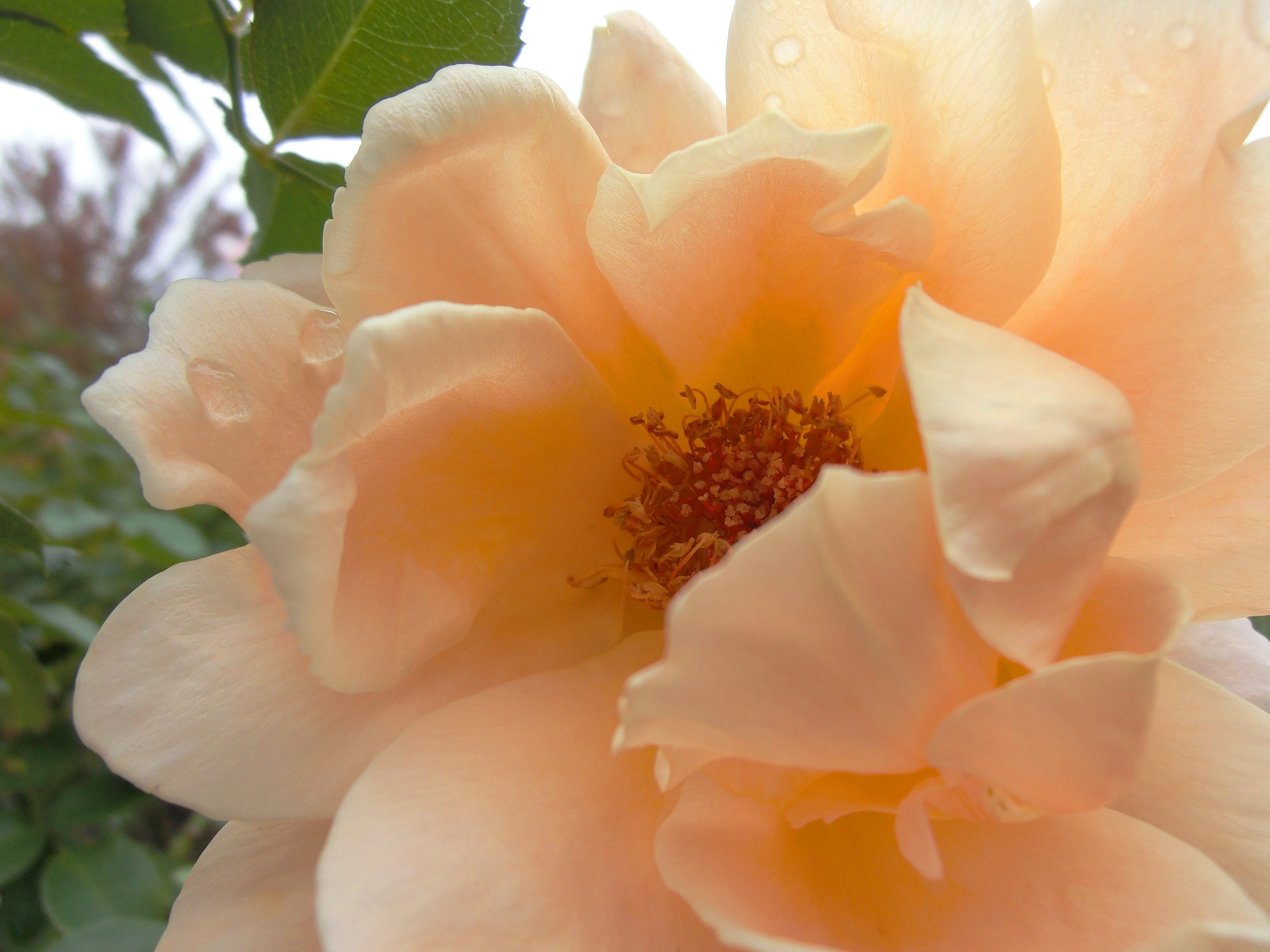 CIMG0877.jpg