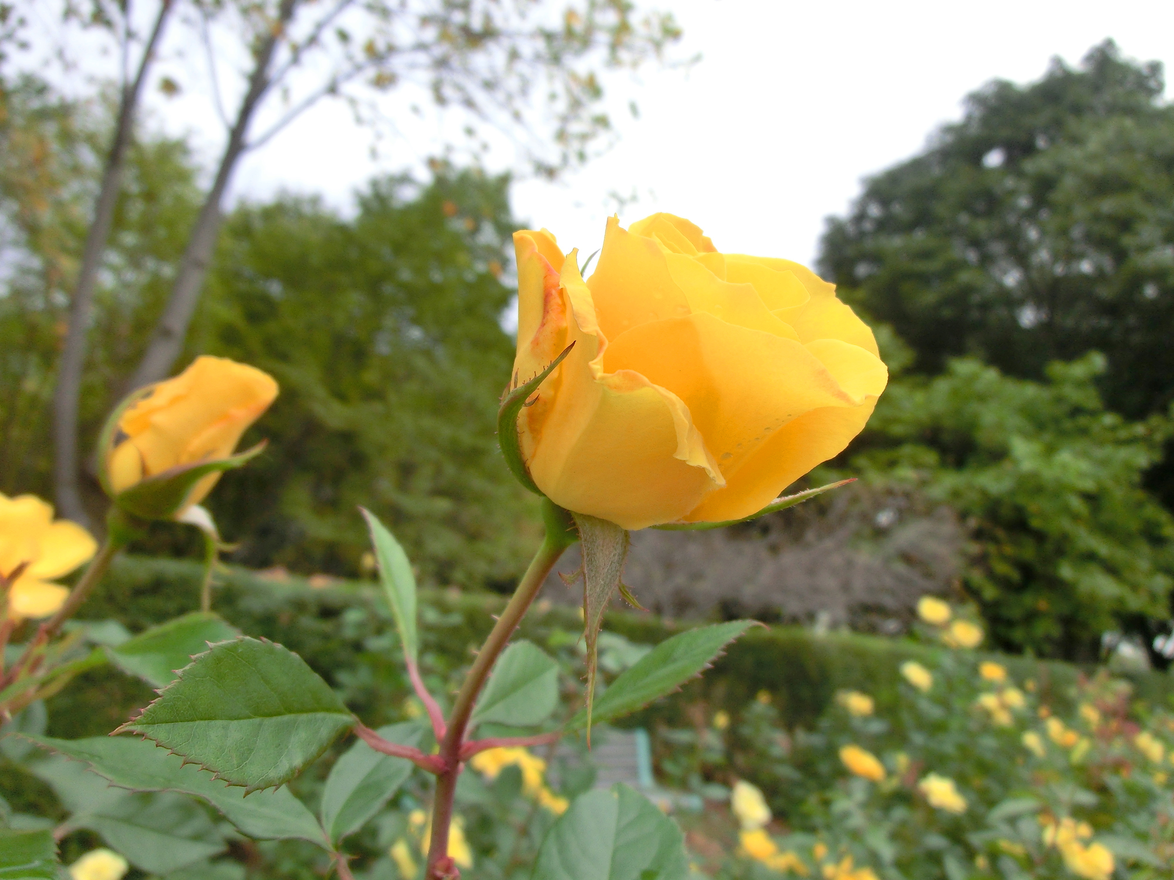 CIMG0883.jpg