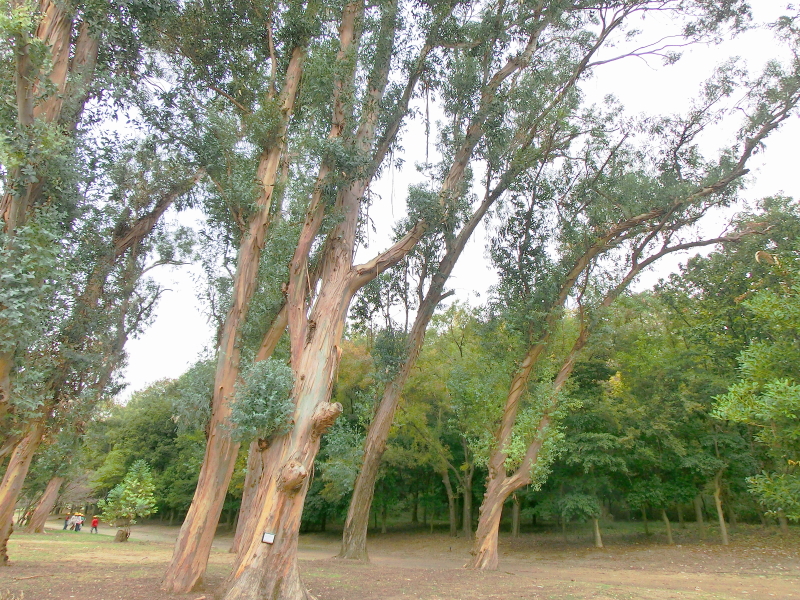 CIMG0906.jpg
