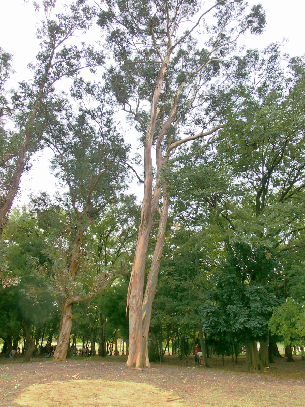 CIMG0907.jpg