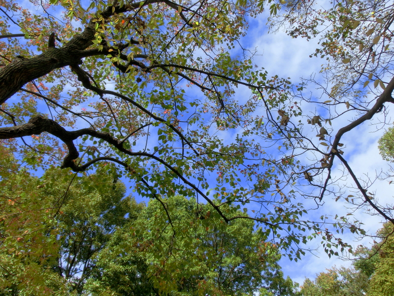 CIMG0929.jpg