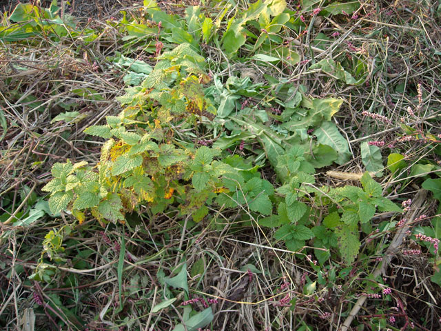 20121106-005.jpg