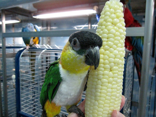c810.jpg