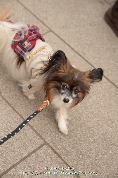 DSC_0040_2014020521335165d.jpg