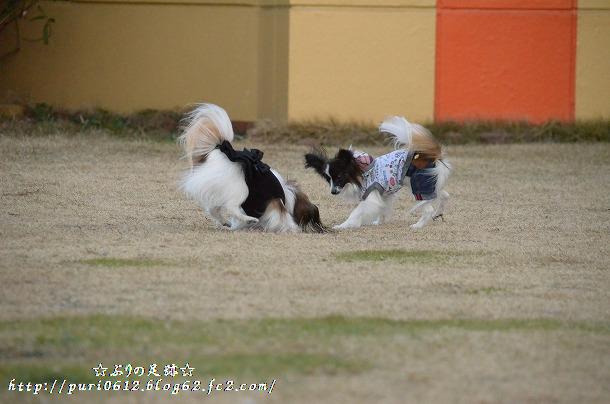 DSC_0182_20140109062815946.jpg