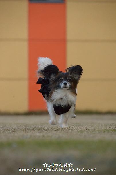 DSC_0215_20140109062817560.jpg