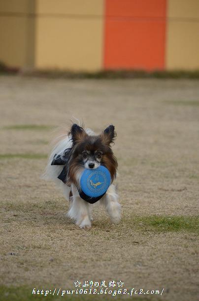 DSC_0308_20140109062821a66.jpg