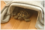 ぬくぬく