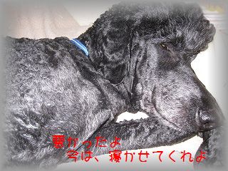 IMG_4959.jpg