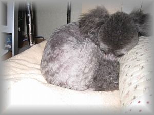 IMG_5250.jpg