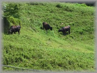 IMG_6588.jpg