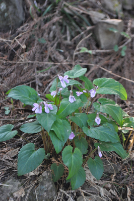 nDSC 5_1115