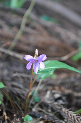 nDSC 11_1123