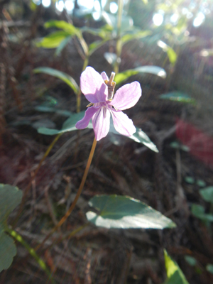 nDSC 10_3227