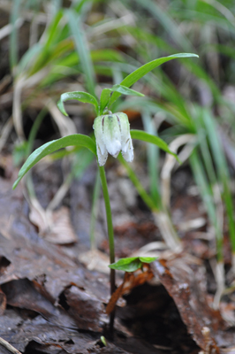 nDSC 12_0099