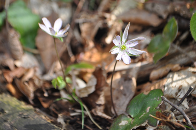 nDSC 12_0243