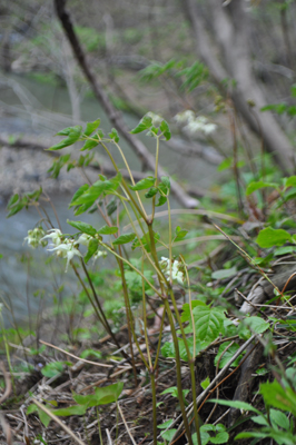 nDSC 19_0277