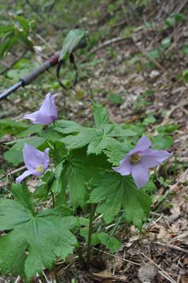 nDSC 17_0267