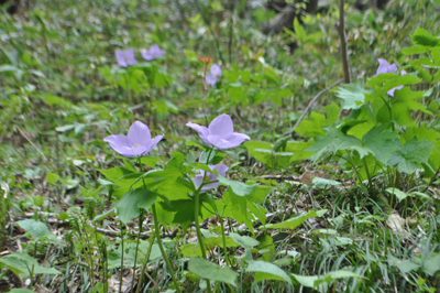 nDSC 18_0273