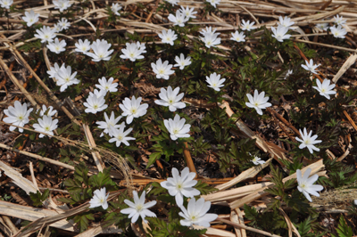 nDSC 2_0321