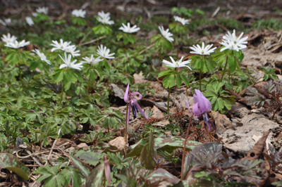 nDSC 16_0343
