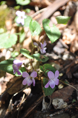 oDSC 6_0405