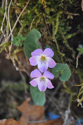 oDSC 5_0397