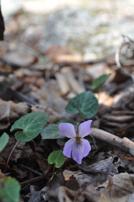 oDSC 4_0387