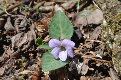 oDSC 1_0357