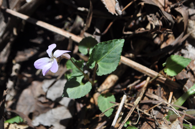 oDSC 9_0399