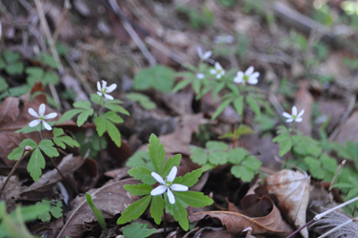 oDSC 14_0444