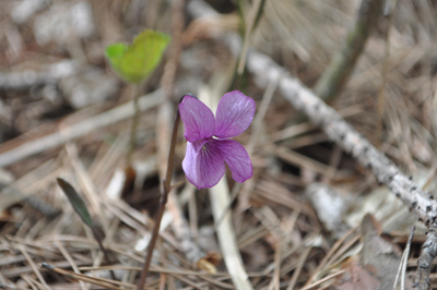 pDSC 2_0570