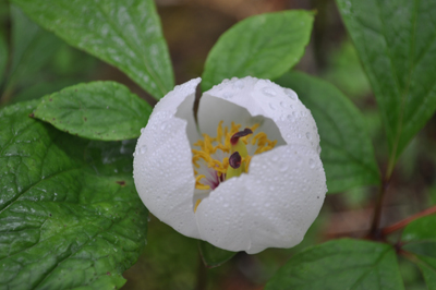 qDSC 5_0694