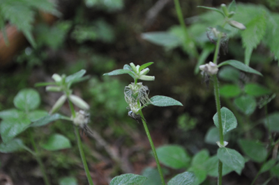qDSC 12_0671