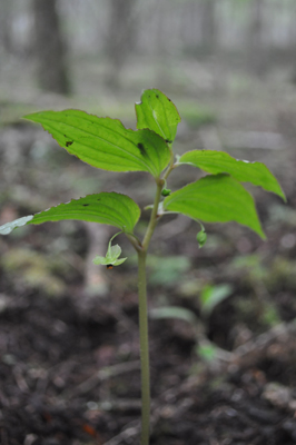 qDSC 13_0674